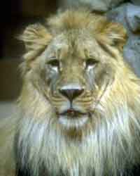 JPEG Lion Image